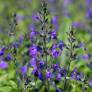 Salvia 'Féline' - Sauge arbustive bleu violet