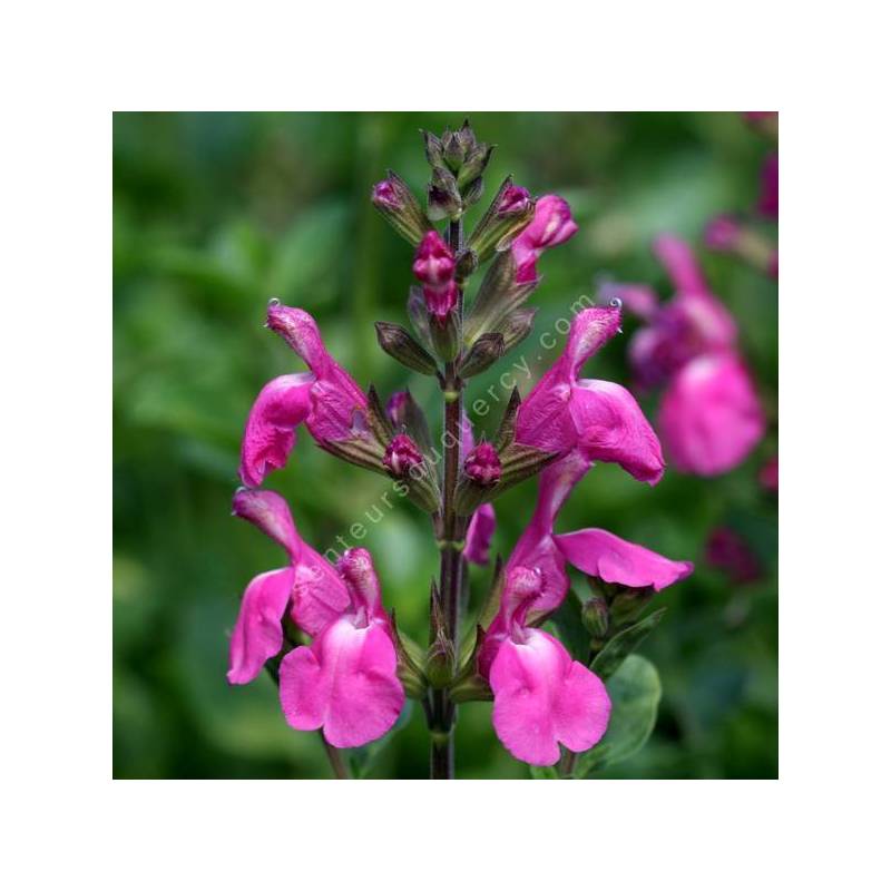 Salvia 'Roselilac' - Sauge arbustive rose lilas