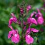 Salvia 'Roselilac' - Sauge arbustive rose lilas