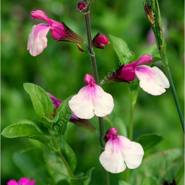 Salvia 'Gold and Wine' - Sauge arbustive rose 3 tons