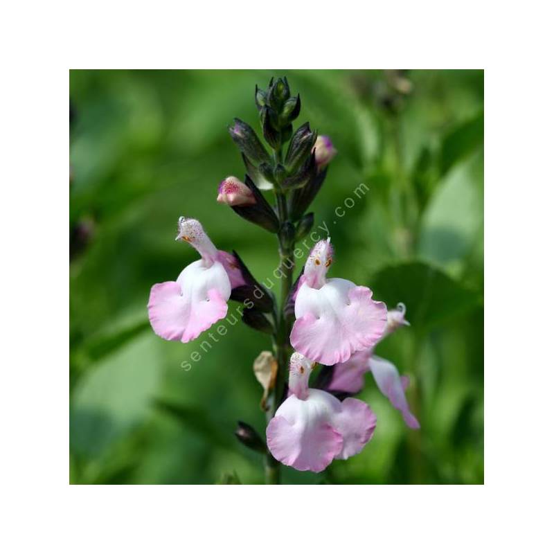 Salvia 'Anduus' - Sauge arbustive blanche et rose