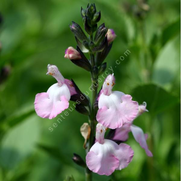 Sauge arbustive vivace à fleur rose et blanche - Salvia 'Anduus'