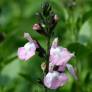 Salvia 'Anduus' - Sauge arbustive blanche et rose