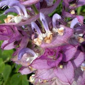 Salvia sclarea 'Vatican Pink' - Sauge sclarée rose