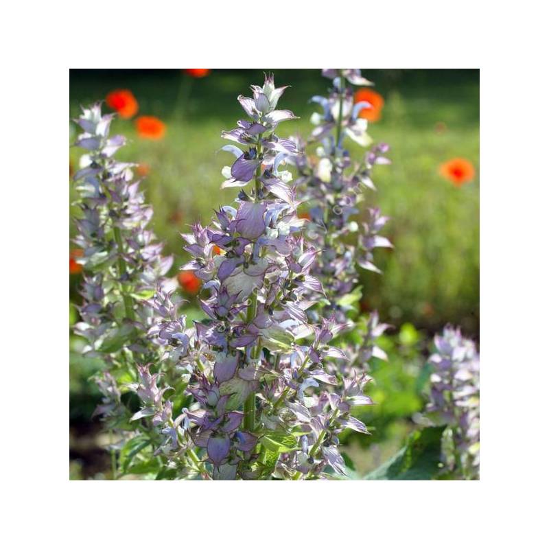 Salvia sclarea var. turkestanica - Sauge sclarée du Turkestan