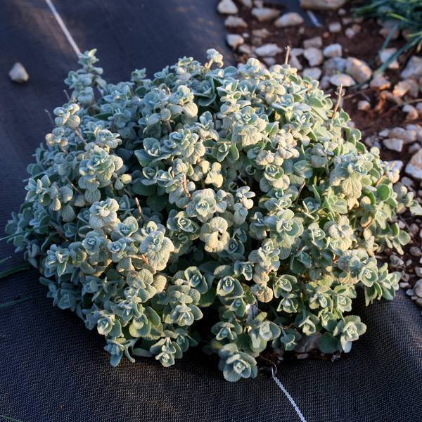 Ballota acetabulosa - Herbe à veilleuse