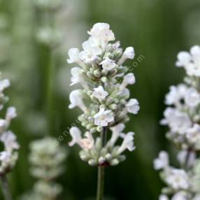 Lavandula angustifolia 'Ellagance Snow' - Lavande blanche