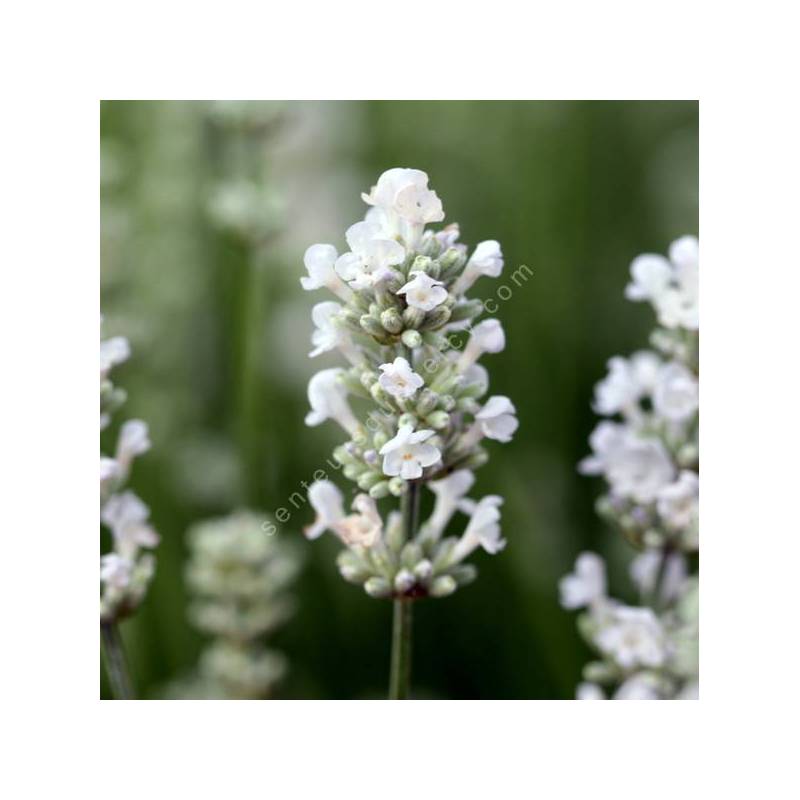 Lavandula angustifolia 'Ellagance Snow' - Lavande blanche
