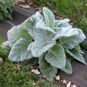 Salvia argentea - Sauge argentée