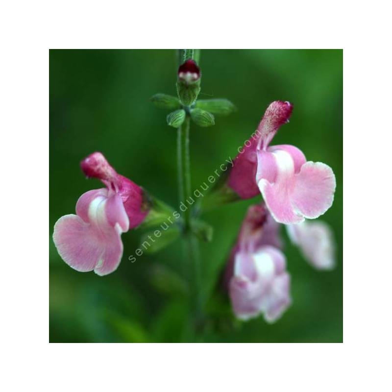 Salvia 'Lucia' - Sauge arbustive rose tendre