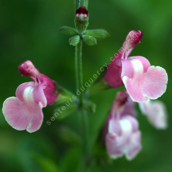 Salvia 'Lucia' - Sauge arbustive rose tendre