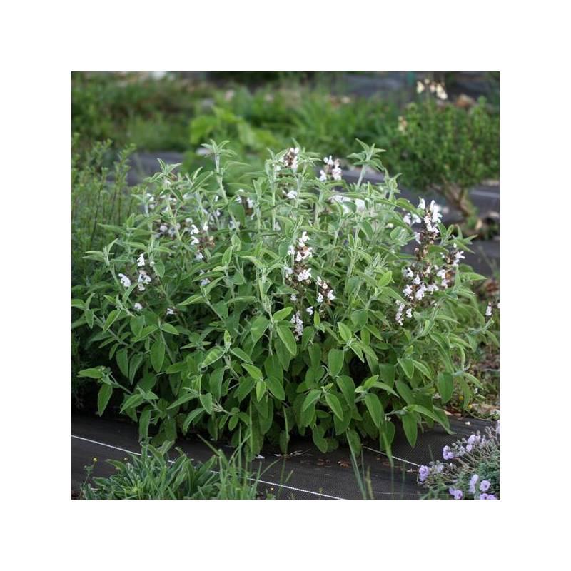 Salvia fruticosa 'Syracuse' - Sauge trilobée de Syracuse