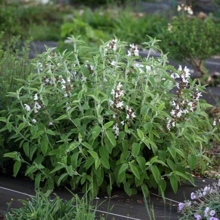 Cataire à odeur de citron - Nepeta cataria