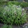 Salvia fruticosa 'Syracuse' - Sauge trilobée de Syracuse