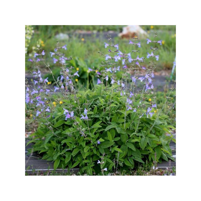 Salvia interrupta