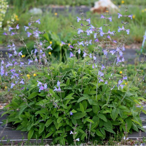 Salvia interrupta