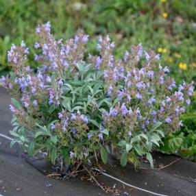 Salvia officinalis 'Nazareth' - Sauge officinale grise