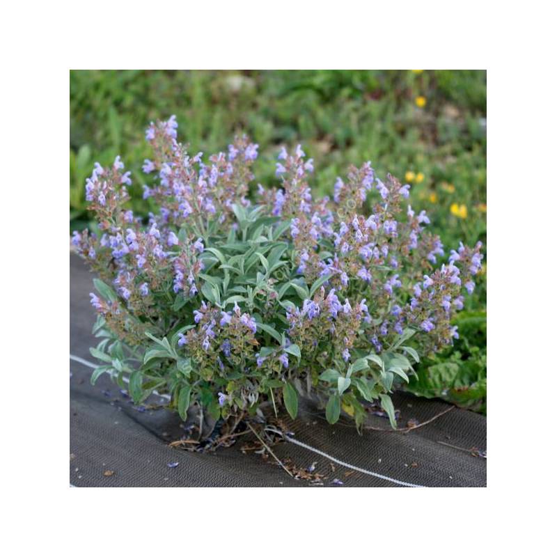 Salvia officinalis 'Nazareth' - Sauge officinale grise