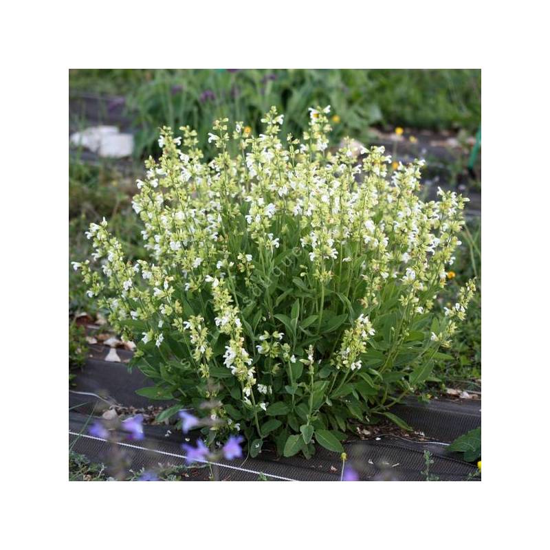 Salvia officinalis 'Albiflora' - Sauge officinale à fleur blanche