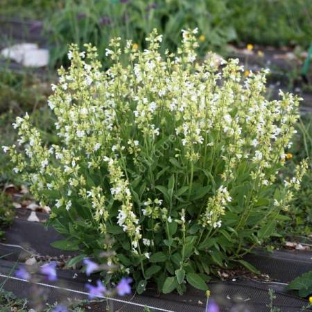 Salvia officinalis 'Albiflora' - Sauge officinale à fleur blanche