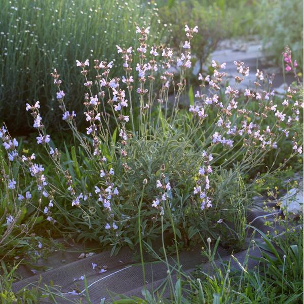 Salvia lavandulifolia subsp. blancoana - Sauge à feuille de lavande