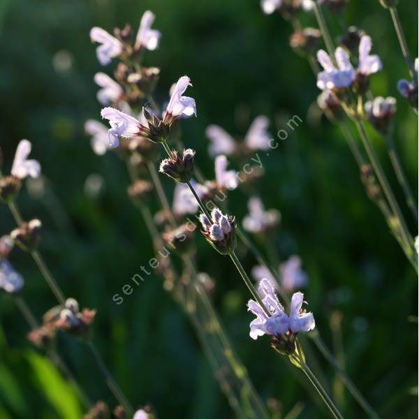 Salvia lavandulifolia subsp. blancoana sauge à feuille de lavande