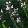Salvia lavandulifolia subsp. blancoana - Sauge à feuille de lavande