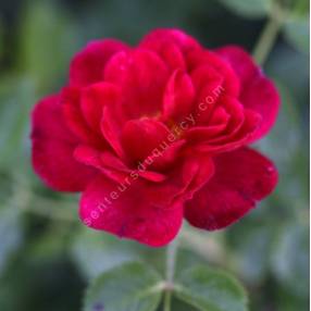 Rosa 'Red Bells' - Rosier paysage rouge double