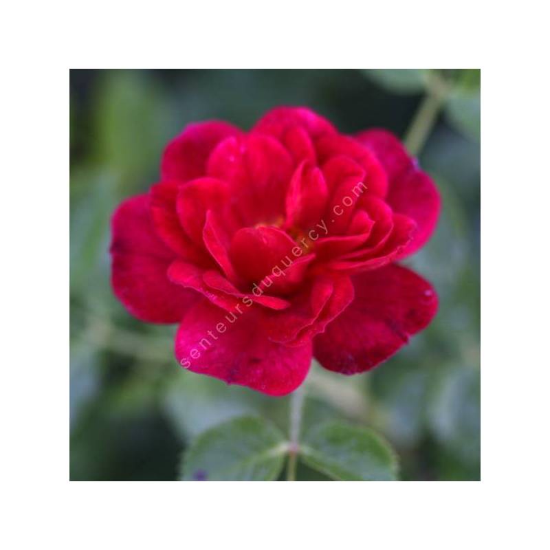 Rosa 'Red Bells' - Rosier paysage rouge double