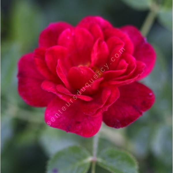 Rosa 'Red Bells' - Rosier paysage rouge double