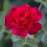 Rosa 'Red Bells' - Rosier paysage rouge double