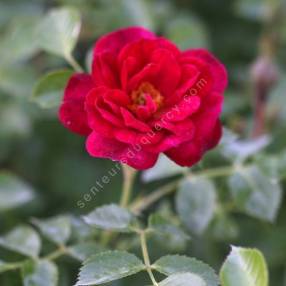 Rosa 'Red Bells' - Rosier paysage rouge double