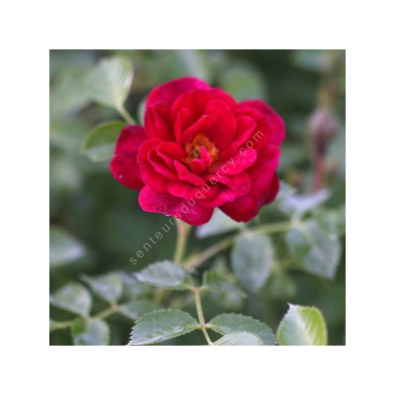 Rosier Merveille Des Rouges Rosier paysage à fleur rouge foncé double - Rosa 'Red Bells'