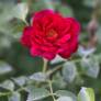 Rosa 'Red Bells' - Rosier paysage rouge double