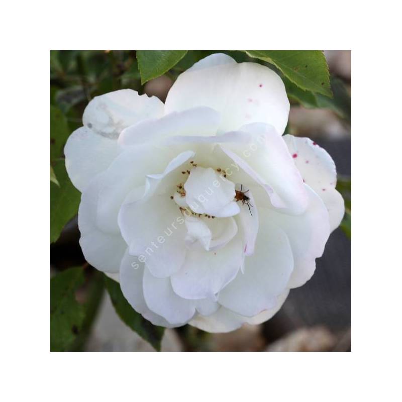 Rosa 'Iceberg' - Rosier 'Fée des Neiges'