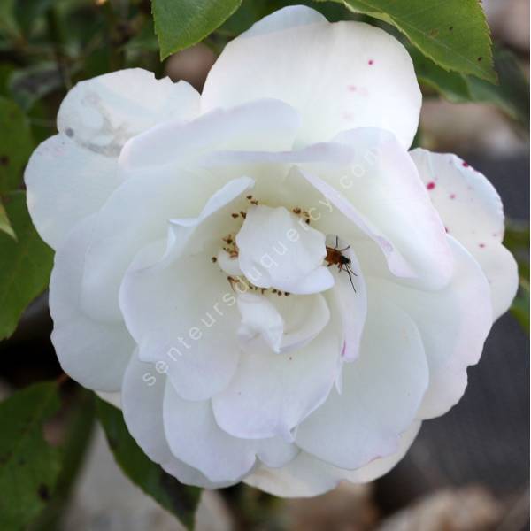 Rosa 'Iceberg' - Rosier 'Fée des Neiges'