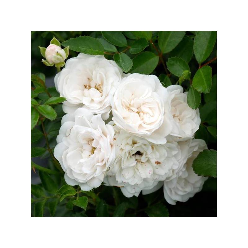 Rosa x polyantha 'The Fairy White' - Rosier paysage blanc double