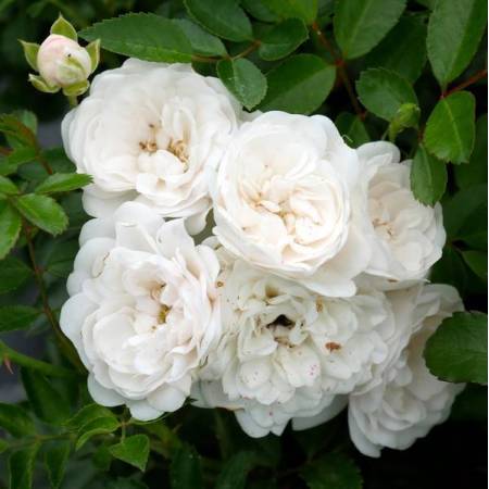 Rosa x polyantha 'The Fairy White' - Rosier paysage blanc double