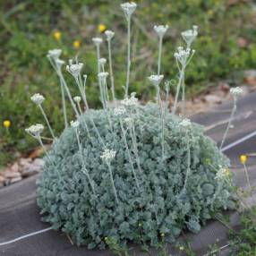 Tanacetum 'Beth Chatto' - Tanaisie