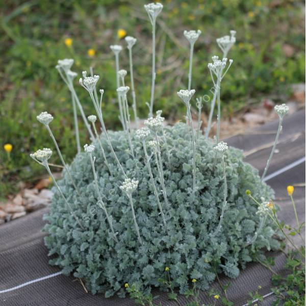 Tanacetum 'Beth Chatto' - Tanaisie