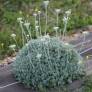 Tanacetum 'Beth Chatto' - Tanaisie