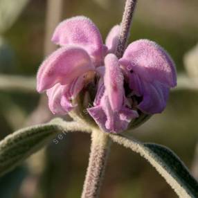 Phlomis 'Marina' - Sauge de Jérusalem rose