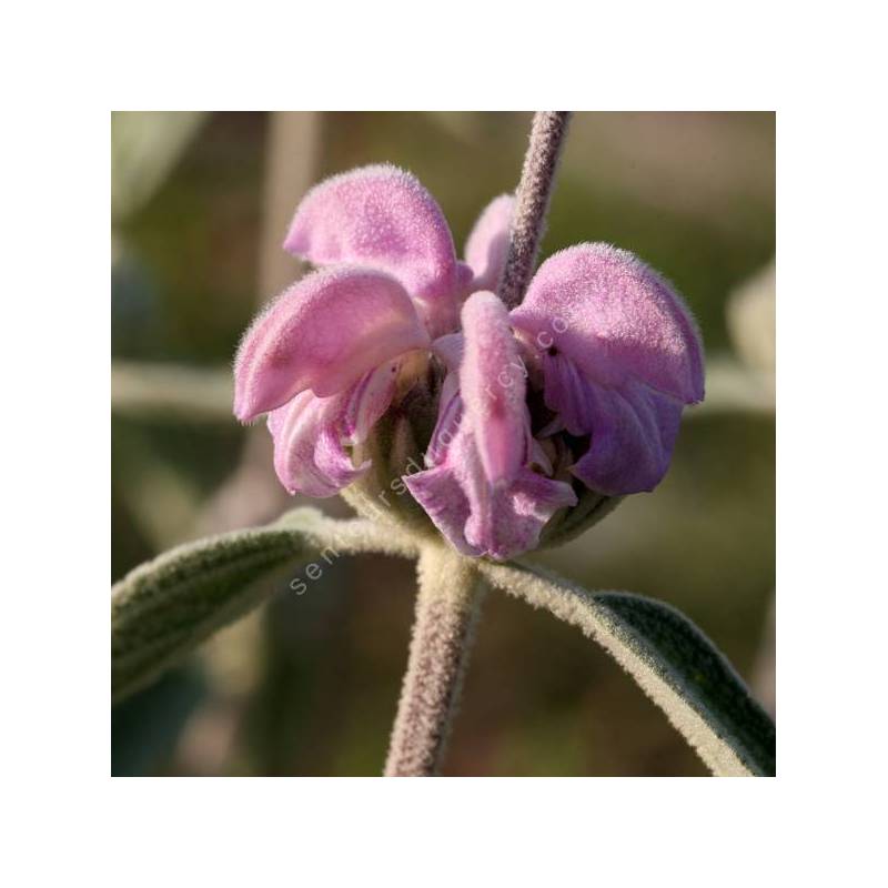 Phlomis 'Marina' - Sauge de Jérusalem rose