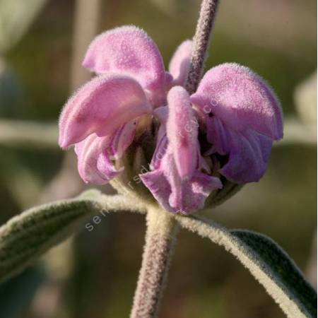 Phlomis 'Marina' - Sauge de Jérusalem rose