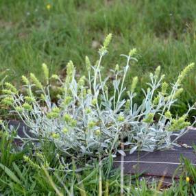 Sideritis syriaca - Thé de Crète - Malotira