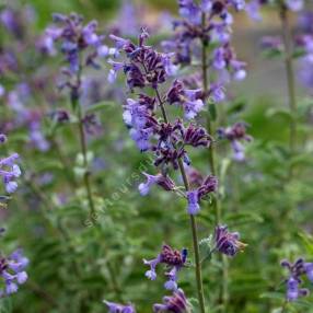 Nepeta 'Junior Walker' - Herbe à chat compacte