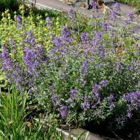 Nepeta x faassenii 'Junior Walker' - Herbe à chat vivace compacte