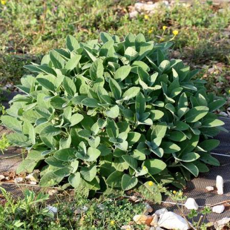 Salvia officinalis 'Berggarten' - Sauge officinale à large feuille