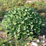 Salvia officinalis 'Berggarten' - Sauge officinale à large feuille