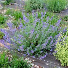 Nepeta 'Junior Walker' - Herbe à chat compacte